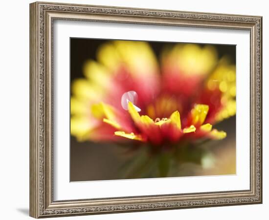 Gaillardia I-Jonathan Nourock-Framed Photographic Print