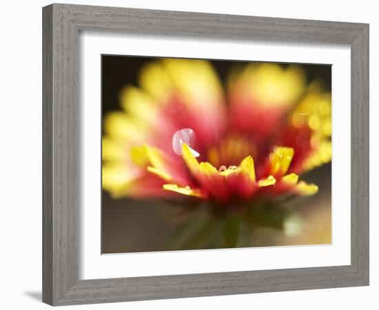 Gaillardia I-Jonathan Nourock-Framed Photographic Print