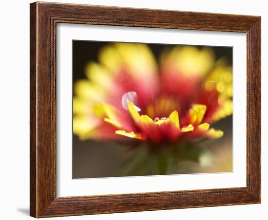 Gaillardia I-Jonathan Nourock-Framed Photographic Print