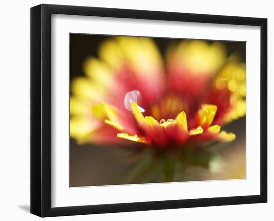 Gaillardia I-Jonathan Nourock-Framed Photographic Print