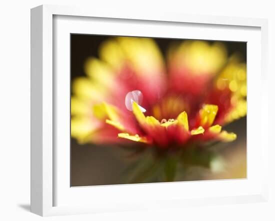 Gaillardia I-Jonathan Nourock-Framed Photographic Print