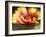 Gaillardia I-Jonathan Nourock-Framed Photographic Print