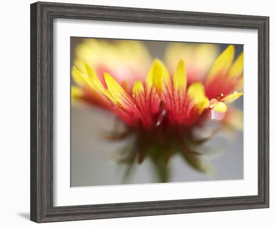 Gaillardia II-Jonathan Nourock-Framed Photographic Print