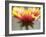 Gaillardia II-Jonathan Nourock-Framed Photographic Print