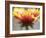 Gaillardia II-Jonathan Nourock-Framed Photographic Print