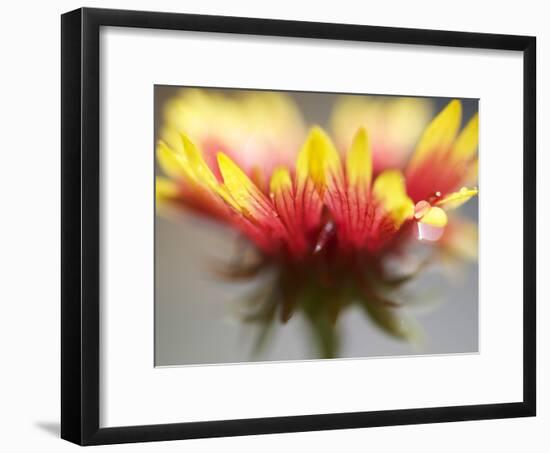 Gaillardia II-Jonathan Nourock-Framed Photographic Print