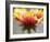 Gaillardia II-Jonathan Nourock-Framed Photographic Print