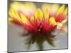 Gaillardia II-Jonathan Nourock-Mounted Photographic Print