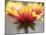 Gaillardia II-Jonathan Nourock-Mounted Photographic Print