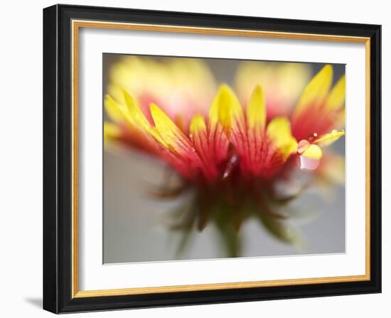 Gaillardia II-Jonathan Nourock-Framed Photographic Print