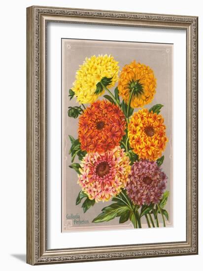 Gaillardia Perfection-null-Framed Art Print