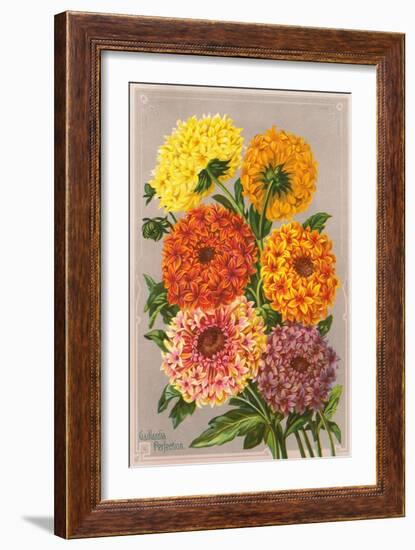 Gaillardia Perfection-null-Framed Art Print