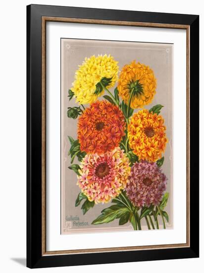 Gaillardia Perfection-null-Framed Art Print