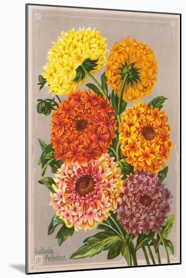 Gaillardia Perfection-null-Mounted Art Print