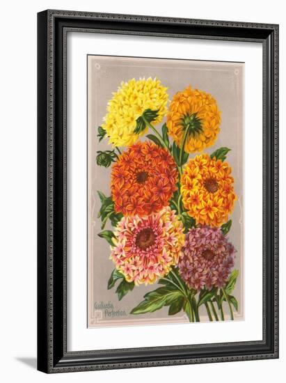 Gaillardia Perfection-null-Framed Art Print