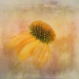Echinacea in Yellow-Gaille Gray-Framed Premier Image Canvas