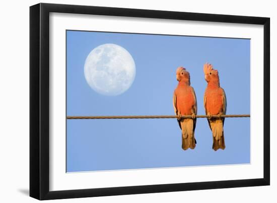 Galah a Pair of Galahs in Love Sit on a Rope-null-Framed Photographic Print