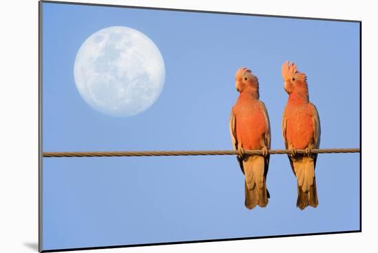 Galah a Pair of Galahs in Love Sit on a Rope-null-Mounted Photographic Print