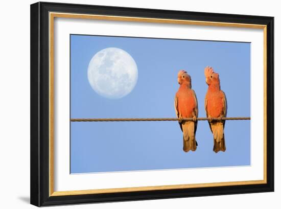 Galah a Pair of Galahs in Love Sit on a Rope-null-Framed Photographic Print