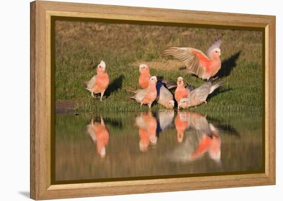 Galah II-Howard Ruby-Framed Premier Image Canvas