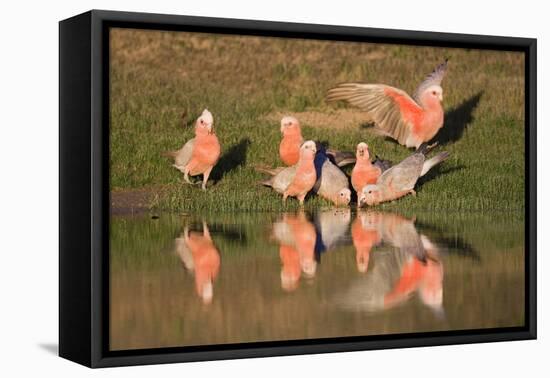 Galah II-Howard Ruby-Framed Premier Image Canvas