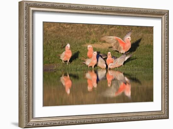 Galah II-Howard Ruby-Framed Photographic Print