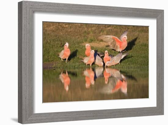 Galah II-Howard Ruby-Framed Photographic Print