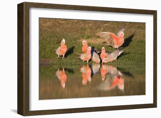 Galah II-Howard Ruby-Framed Photographic Print