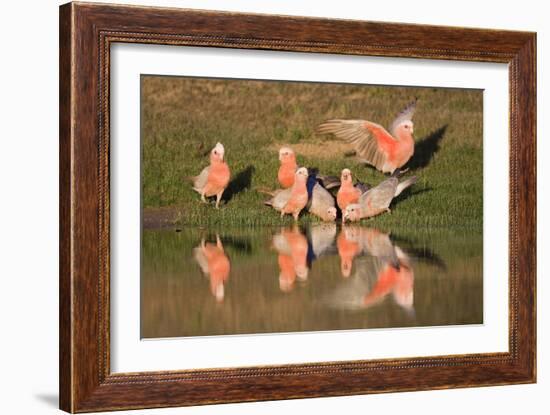 Galah II-Howard Ruby-Framed Photographic Print