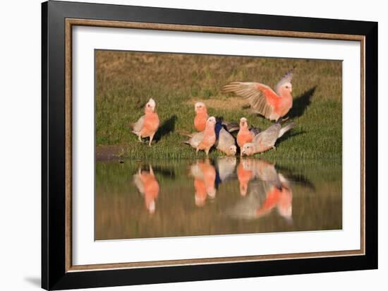 Galah II-Howard Ruby-Framed Photographic Print