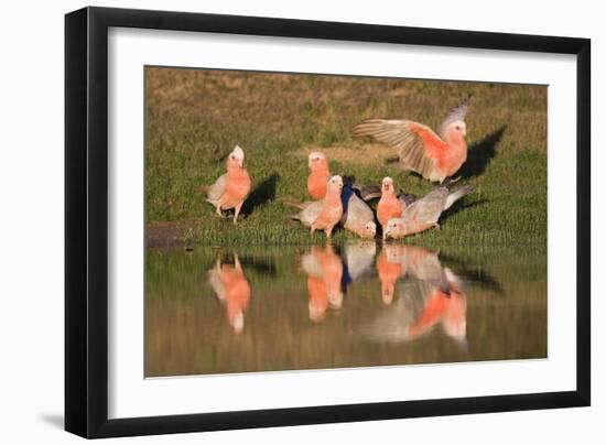 Galah II-Howard Ruby-Framed Photographic Print