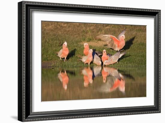 Galah II-Howard Ruby-Framed Photographic Print