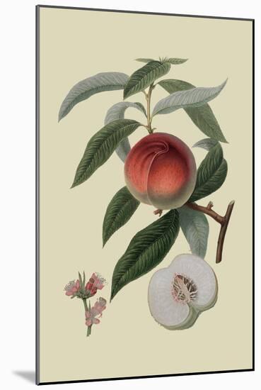 Galande Peach-William Hooker-Mounted Art Print