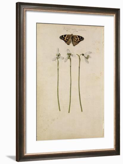 Galanthus Nivalis and Painted Lady Butterfly, C.1568-null-Framed Giclee Print