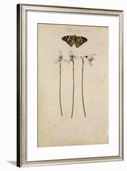 Galanthus Nivalis and Painted Lady Butterfly, C.1568-null-Framed Giclee Print