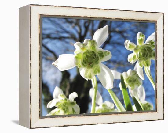 Galanthus Nivalis 'Flore Pleno'-Cordelia Molloy-Framed Premier Image Canvas