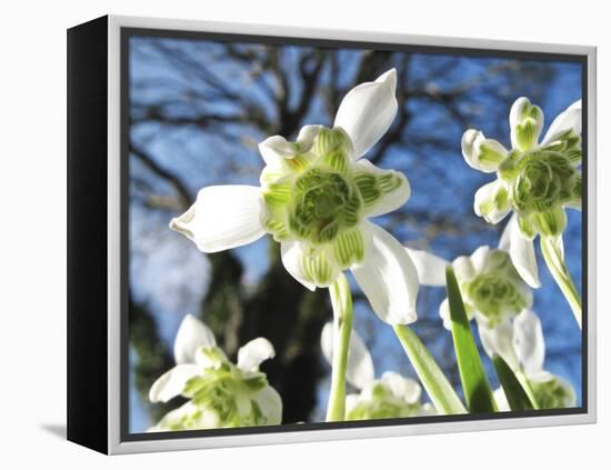 Galanthus Nivalis 'Flore Pleno'-Cordelia Molloy-Framed Premier Image Canvas