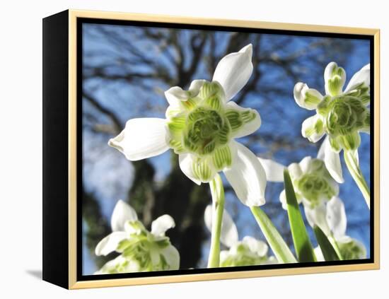 Galanthus Nivalis 'Flore Pleno'-Cordelia Molloy-Framed Premier Image Canvas
