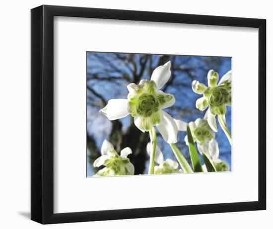 Galanthus Nivalis 'Flore Pleno'-Cordelia Molloy-Framed Premium Photographic Print