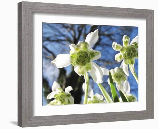 Galanthus Nivalis 'Flore Pleno'-Cordelia Molloy-Framed Photographic Print