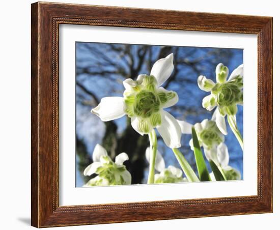 Galanthus Nivalis 'Flore Pleno'-Cordelia Molloy-Framed Photographic Print