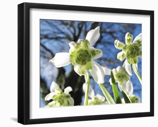 Galanthus Nivalis 'Flore Pleno'-Cordelia Molloy-Framed Photographic Print