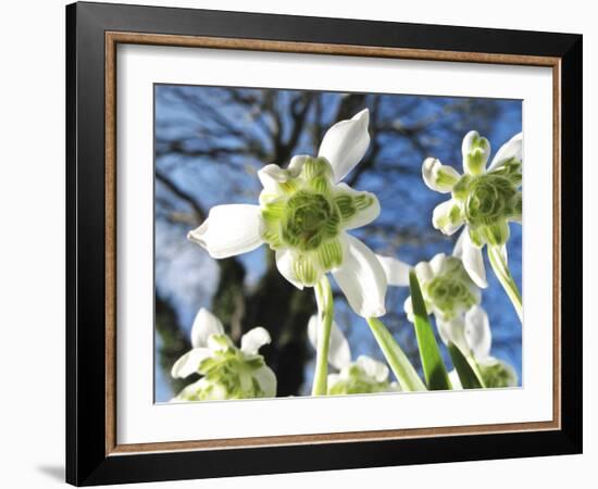 Galanthus Nivalis 'Flore Pleno'-Cordelia Molloy-Framed Photographic Print