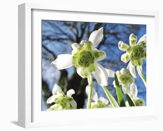 Galanthus Nivalis 'Flore Pleno'-Cordelia Molloy-Framed Photographic Print