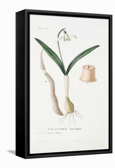 Galanthus Nivalis, Plate V, from L'antotrofia Ossia La Coltivazione De'fiori by Antonio Piccioli, P-Italian School-Framed Premier Image Canvas