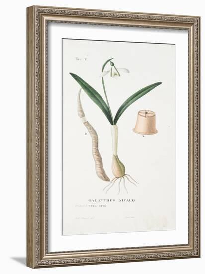 Galanthus Nivalis, Plate V, from L'antotrofia Ossia La Coltivazione De'fiori by Antonio Piccioli, P-Italian School-Framed Giclee Print