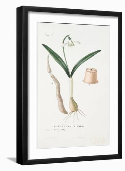 Galanthus Nivalis, Plate V, from L'antotrofia Ossia La Coltivazione De'fiori by Antonio Piccioli, P-Italian School-Framed Giclee Print