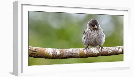 Galapagos, Ecuador, Santa Cruz Island. Galapagos Finch on Branch-Mark Williford-Framed Photographic Print