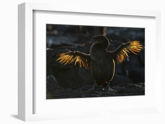 Galapagos flightless cormorant drying wings, Galapagos-Tui De Roy-Framed Photographic Print