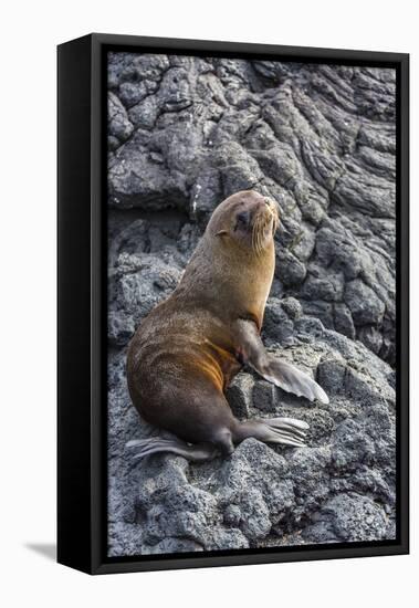 Galapagos Fur Seal (Arctocephalus Galapagoensis) Hauled Out at Puerto Egas-Michael Nolan-Framed Premier Image Canvas